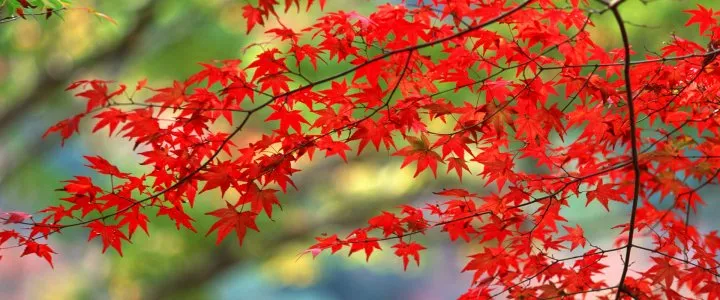 トップスライド画像3