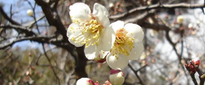 トップスライド画像3