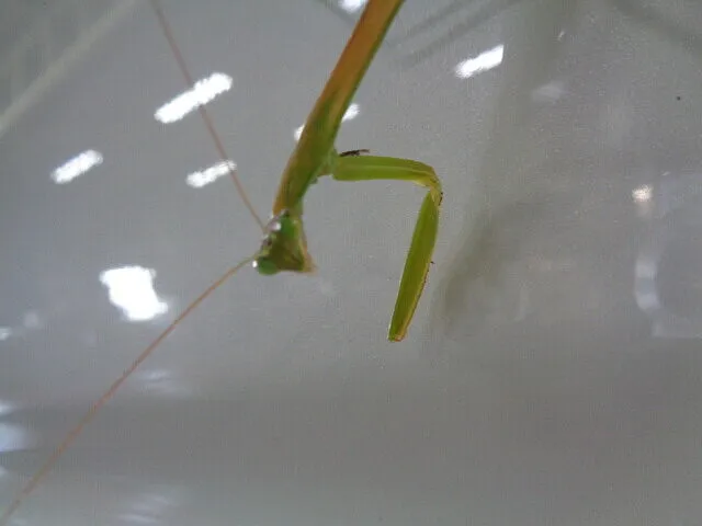 ２０２２年9月22日　　　　　　　　カマキリと塗装肌