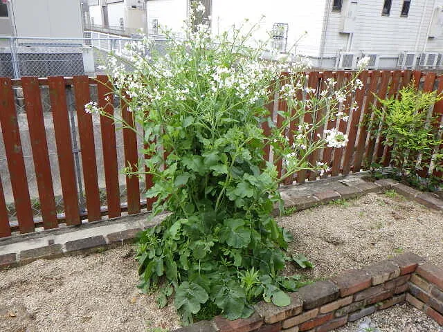 ２０２３年4月21日　　　　　　　庭に謎の植物が生えてきた？