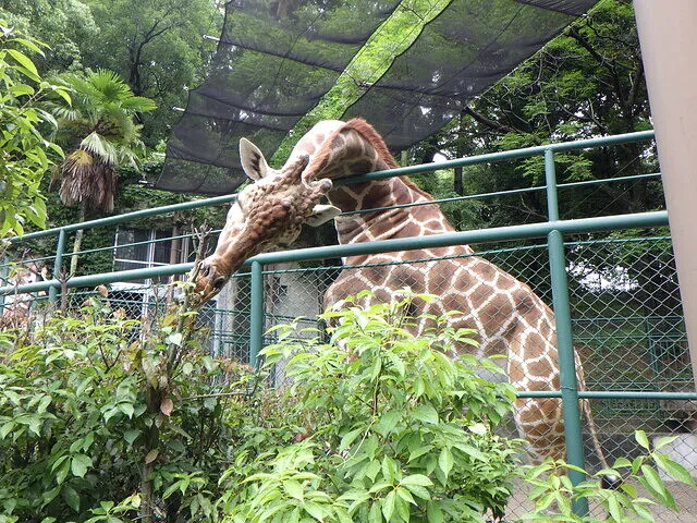 ２０２５年6月1日　　　　　　　福岡市動物園に行ってきました