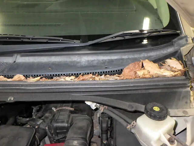 ２０２６年3月7日　　　　　　　　枯れ葉は危険ですよ