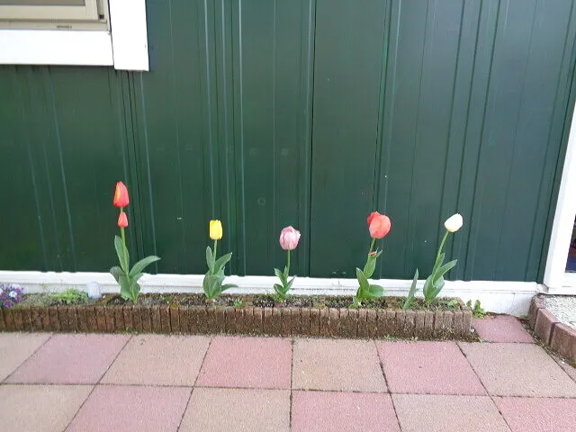 ブログ２０２２年　4月１日　　　　　咲いた咲いたチューリップの花