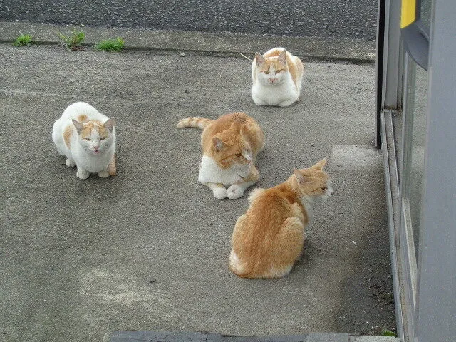 2022年5月15日　　　　　　　　ねこねこファミリー
