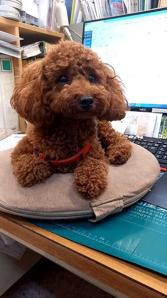 トピックス画像