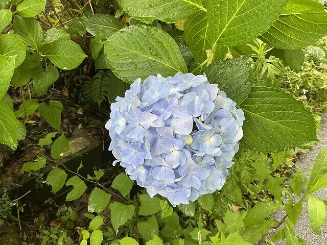 紫陽花がとても綺麗です‼️