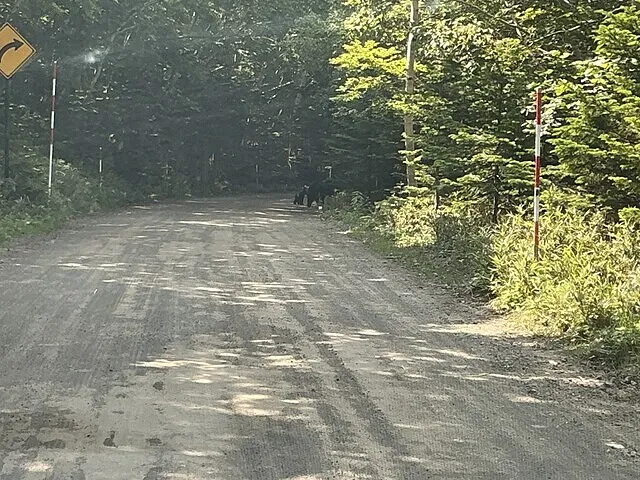 北海道に勉強会に行ってきました‼️ヒグマの親子が歩いてました‼️